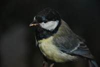 Mésange