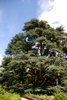 Cèdre