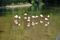 Flamands roses parc floral