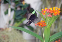 Papillon
