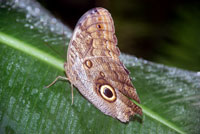 papillon_2