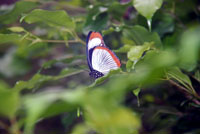 Papillon_4