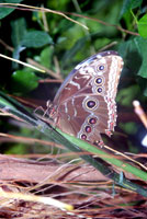 Papillon_5