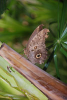 Papillon_6