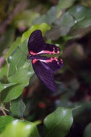 papillon_7