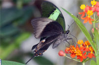 Papillon_8 Format  967x644