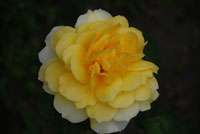 Rose de notre jardin