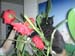 DSCN0192