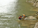 Canard mandarin