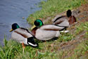 Canard col vert