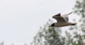 Mouette rieuse