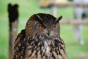 Grand duc