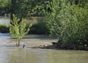 Héron bords de Loire 