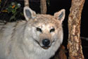 Loup