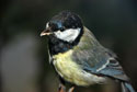 Mésange
