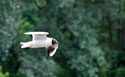Mouette rieuse