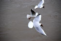 Mouette rieuse
