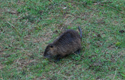 Ragondin Bords de Loire