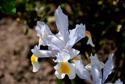 Lys du jardin