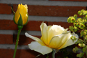Rose du jardin