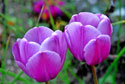 Tulipe du jardin